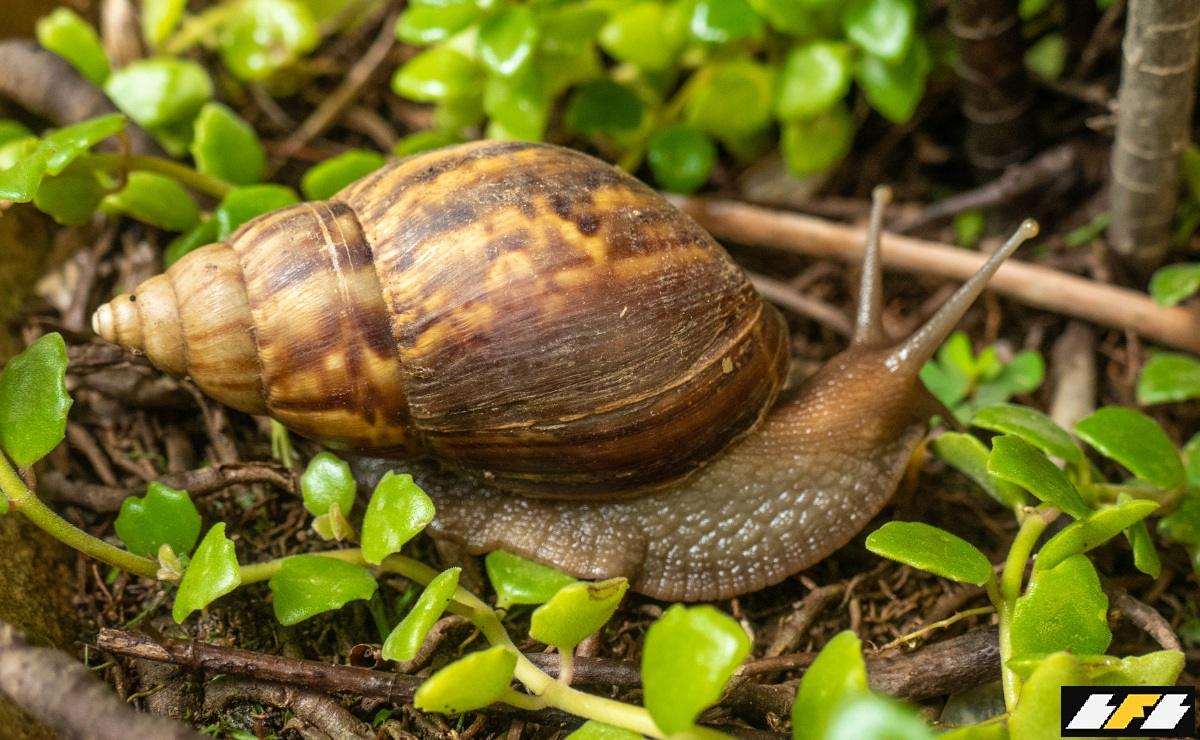 como-afastar-caramujos-00