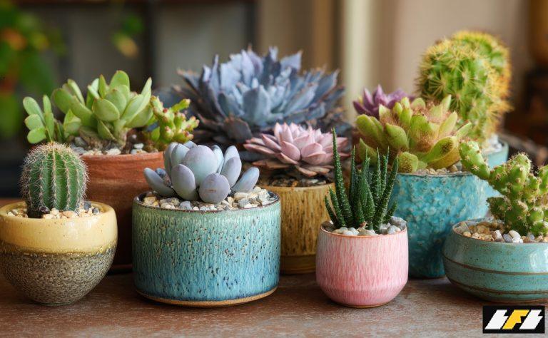 suculentas-para-iniciantes-00